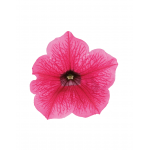 Petunia Surfinia "Hot Pink" - во саксија Ø12